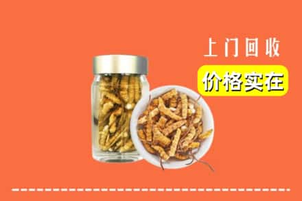 上海嘉定区回收散虫草