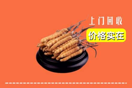 上海嘉定区回收冬虫夏草